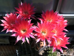 Echinopsis spec.       